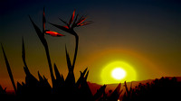 sunset ,getty-1